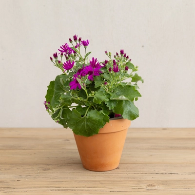 Senetti - Mixed Colours - image 5