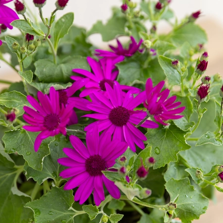 Senetti - Mixed Colours - image 6