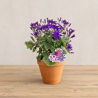 Senetti - Mixed Colours - image 7