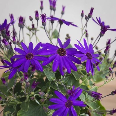 Senetti - Mixed Colours - image 8