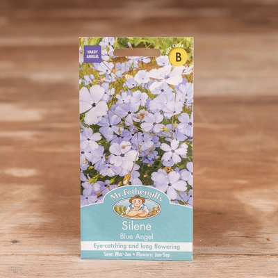 Silene Blue Angel - image 1