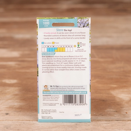 Silene Blue Angel - image 2