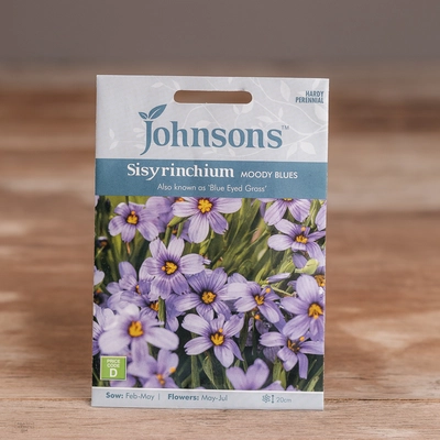 Sisyrinchium Moody Blues - image 1