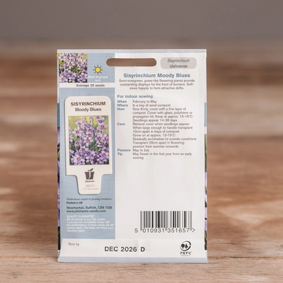 Sisyrinchium Moody Blues - image 2