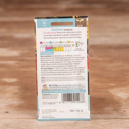 Sunflower Evening Sun - image 2