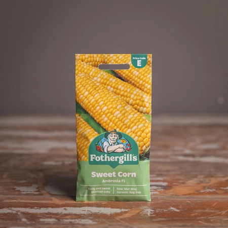Sweet Corn Ambrosia F1 - image 1