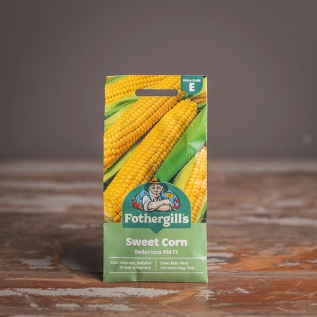 Sweet Corn Bodacious Rm F1 - image 1