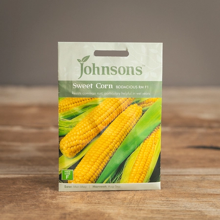 Sweet Corn Bodacious Rm F1 - image 1