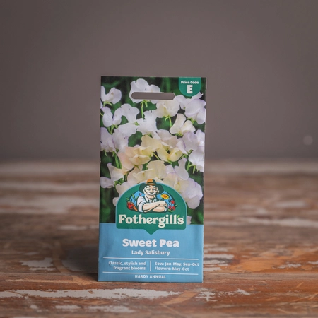 Sweet Pea Lady Salibury - image 1