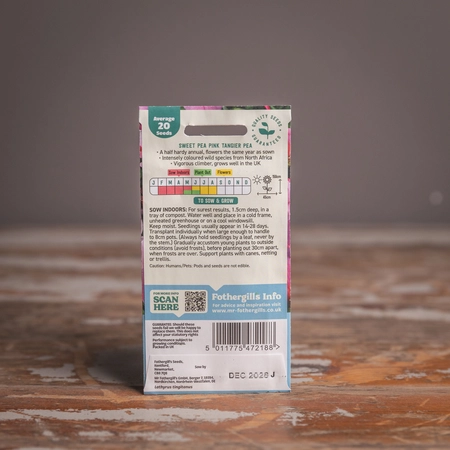 Sweet Pea Pink Tangier Pea - image 2