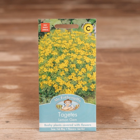 Tagetes Lemon Gem - image 1