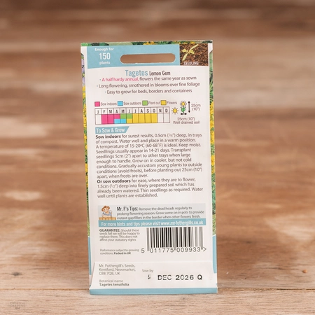 Tagetes Lemon Gem - image 2