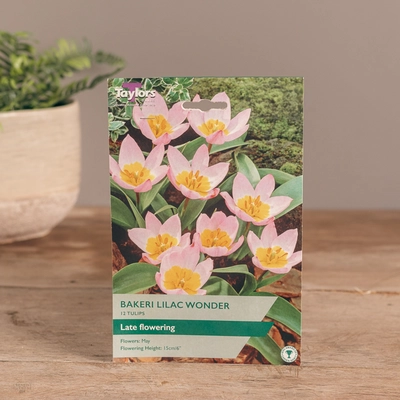Tulip Bakeri Lilac Wonder