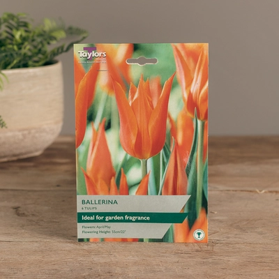 Tulip Ballerina