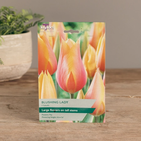 Tulip Blushing Lady