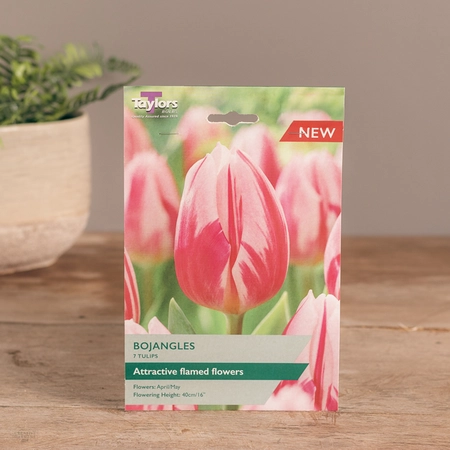 Tulip Bojangles