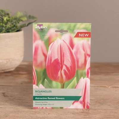 Tulip Bojangles