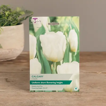Tulip Calgary