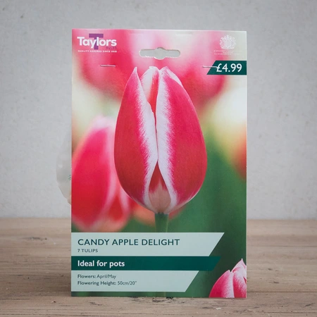Tulip Candy Apple Delight