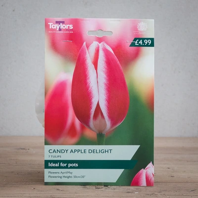 Tulip Candy Apple Delight