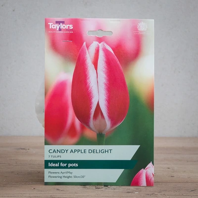 Tulip Candy Apple Delight