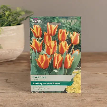 Tulip Cape Cod