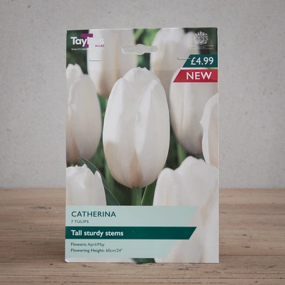 Tulip Catherina