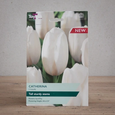 Tulip Catherina