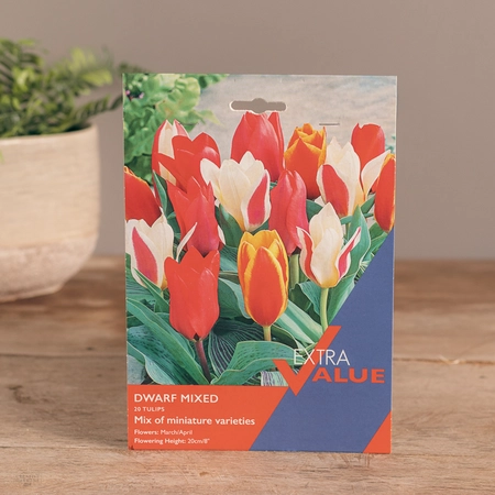 Tulip Dwarf Mixed