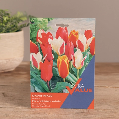Tulip Dwarf Mixed