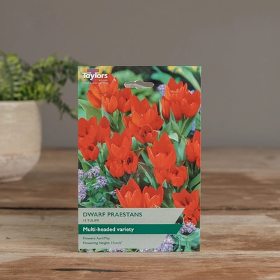 Tulip Dwarf Praestans