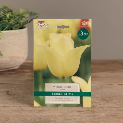 Tulip Friendship
