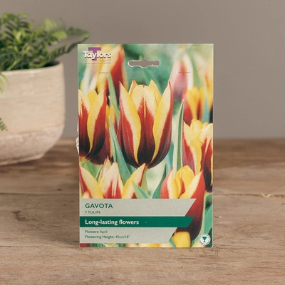 Tulip Gavota