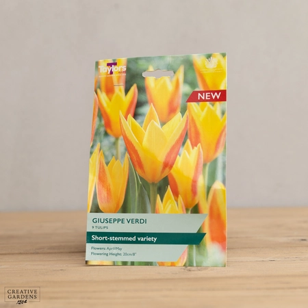 Tulip Giuseppe Verdi