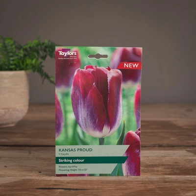 Tulip Kansas Proud