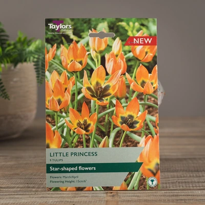 Tulip Little Princess