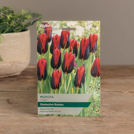Tulip Muvota