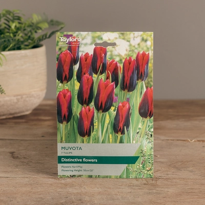 Tulip Muvota