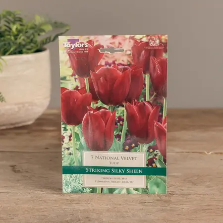 Tulip National Velvet