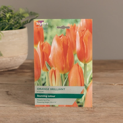 Tulip Orange Brilliant