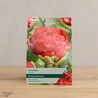 Tulip Promiss