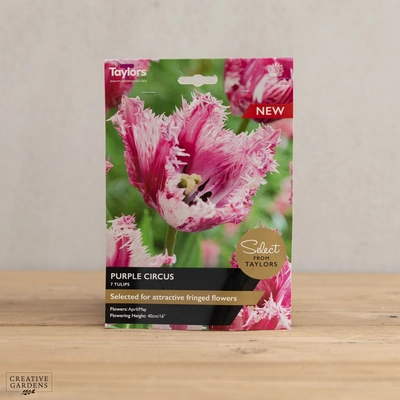 Tulip Purple Circus