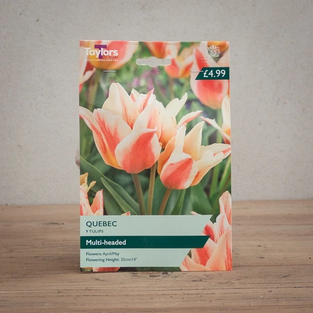 Tulip Quebec