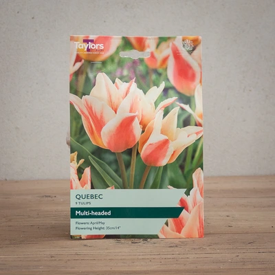 Tulip Quebec