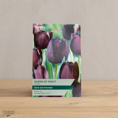 Tulip Queen of Night