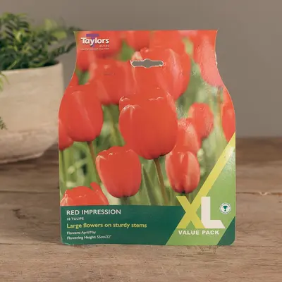 Tulip Red Impression