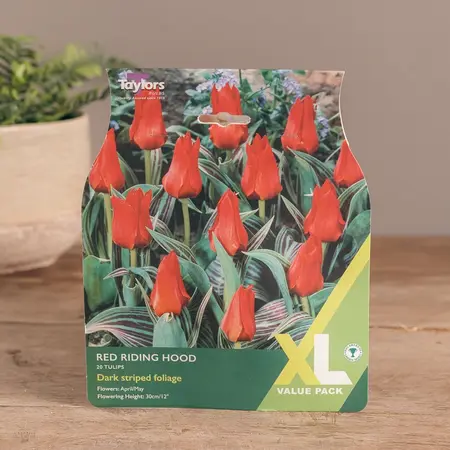 Tulip Red Riding Hood