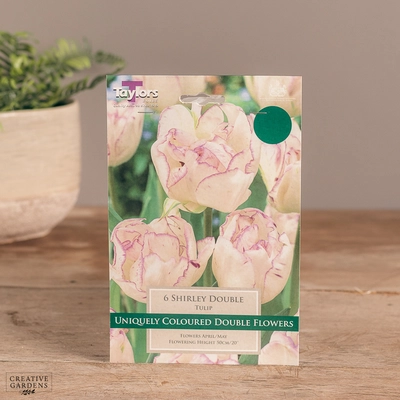 Tulip Shirley Double