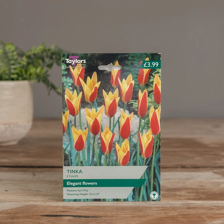 Tulip Tinka