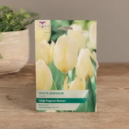 Tulip White Emperor